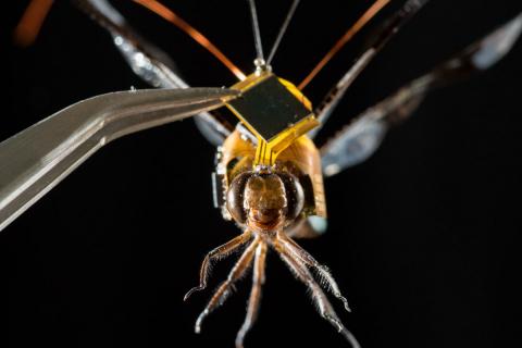 A dragonfly modeling the full backpack