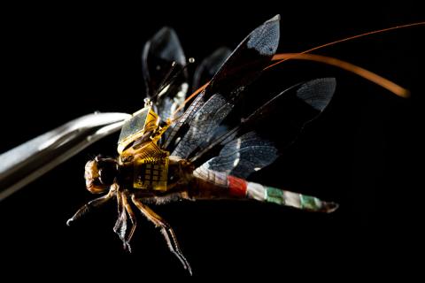 A dragonfly modeling the full backpack