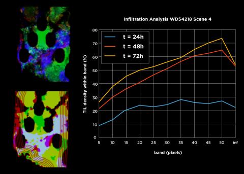 Researchers can map the death of a tumor over 72 hours or longer using data derived from the EVIDENT microdevice and an image analytic algorithm developed by Draper.