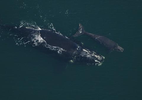 Mother and calf